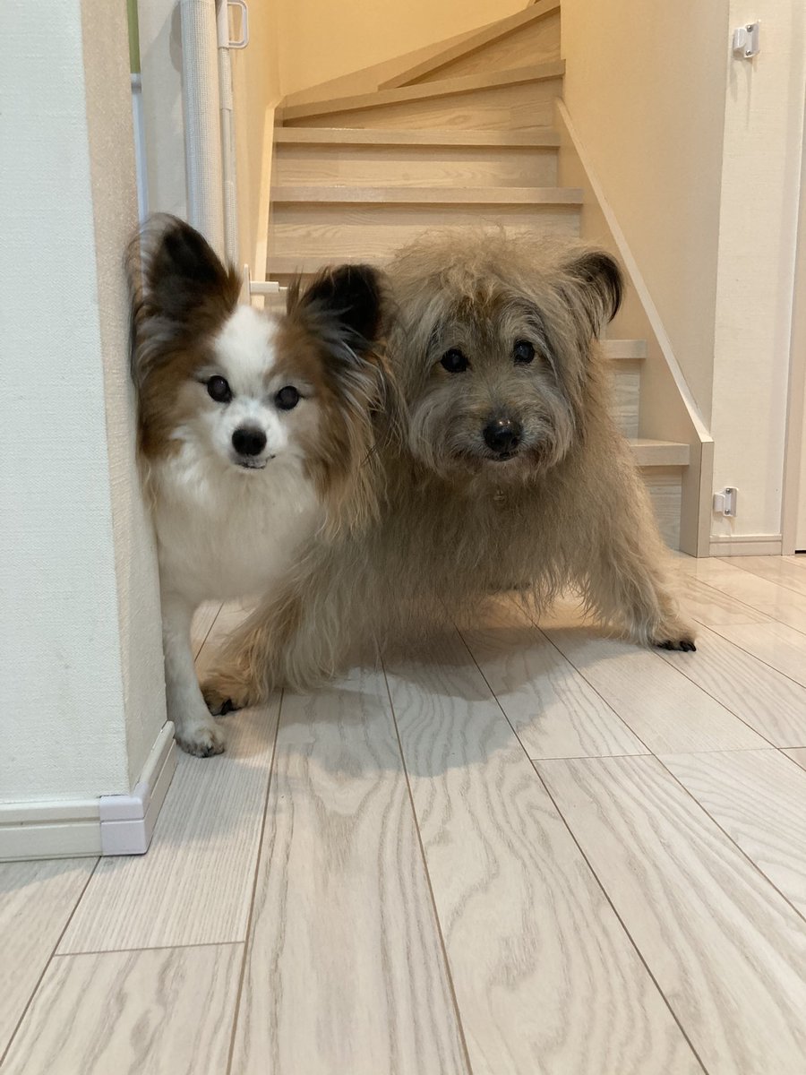 Fumfum おはようございます 今朝もがんばるベンジー Mix犬 パピヨン 秘密結社老犬倶楽部 Fumfum おはようございます 今朝もがんばるベンジー Mix犬 パピヨン 秘密結社老犬倶楽部