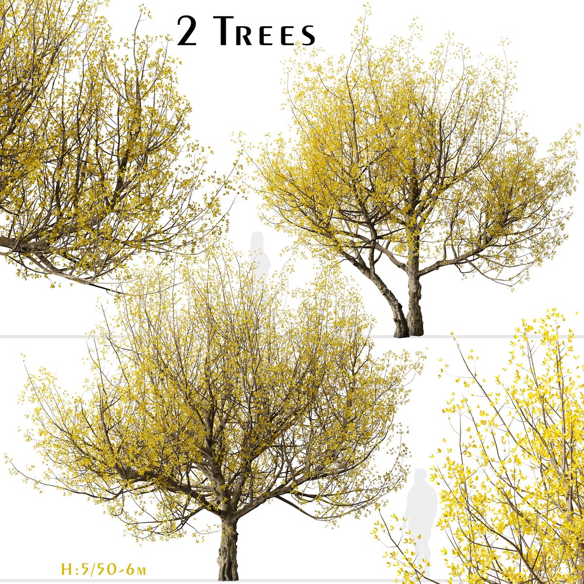 moonikoffice's tweet image. Set of Flowering Cornus mas Trees
2 different Cornus mas trees in the scene.
Cornus mas, the Cornelian cherry, European cornel or Cornelian cherry dogwood, is a species of flowering plant in the dogwood family Cornaceae, native to Southern Europe. #tree3d
cgtrader.com/3d-models/plan…