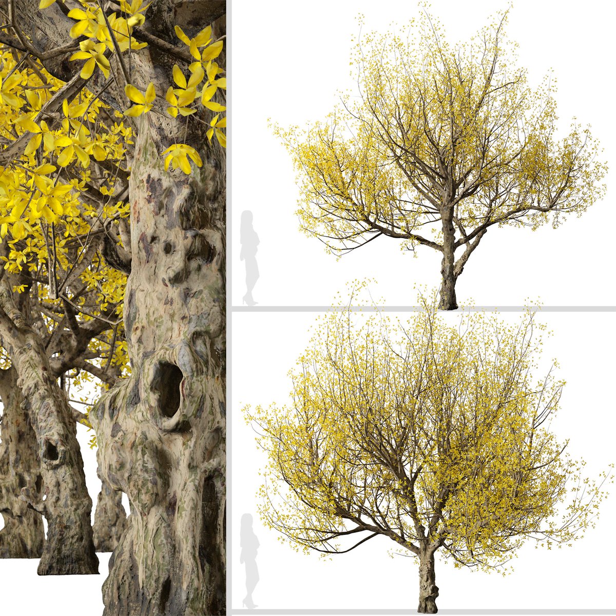 moonikoffice's tweet image. Set of Flowering Cornus mas Trees
2 different Cornus mas trees in the scene.
Cornus mas, the Cornelian cherry, European cornel or Cornelian cherry dogwood, is a species of flowering plant in the dogwood family Cornaceae, native to Southern Europe. #tree3d
cgtrader.com/3d-models/plan…
