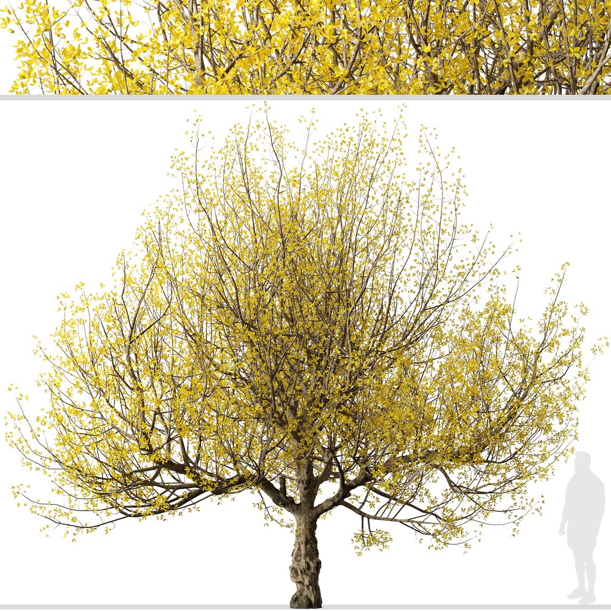moonikoffice's tweet image. Set of Flowering Cornus mas Trees
2 different Cornus mas trees in the scene.
Cornus mas, the Cornelian cherry, European cornel or Cornelian cherry dogwood, is a species of flowering plant in the dogwood family Cornaceae, native to Southern Europe. #tree3d
cgtrader.com/3d-models/plan…