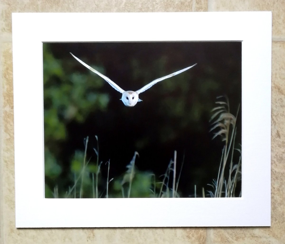 'Barn Owl Approach' - 10x8 mounted print!  You can buy it here; https://www.carlbovis.com/product-page/barn-owl-approach-10x8-mounted-print 