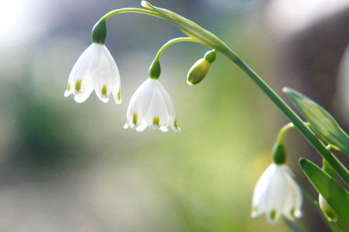 アルビオン Albion 公式 おはようございます 今日の誕生花は スノーフレーク 花言葉は 純粋 です 透明感のある透き通るようなピュアな白い花姿が可愛らしい スノーフレーク 日々 いろいろな事を経験していきますが 純粋で前向きな アルビオン Albion 公式 おはようございます 今日の誕生花は スノーフレーク 花言葉は 純粋 です 透明感のある透き通るようなピュアな白い花姿が可愛らしい スノーフレーク 日々 いろいろな事を経験していきますが 純粋で前向きな