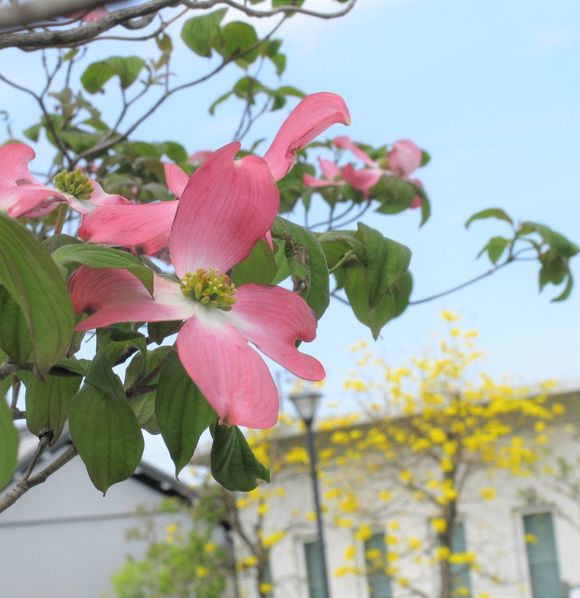 ゴールデントランペットツリー