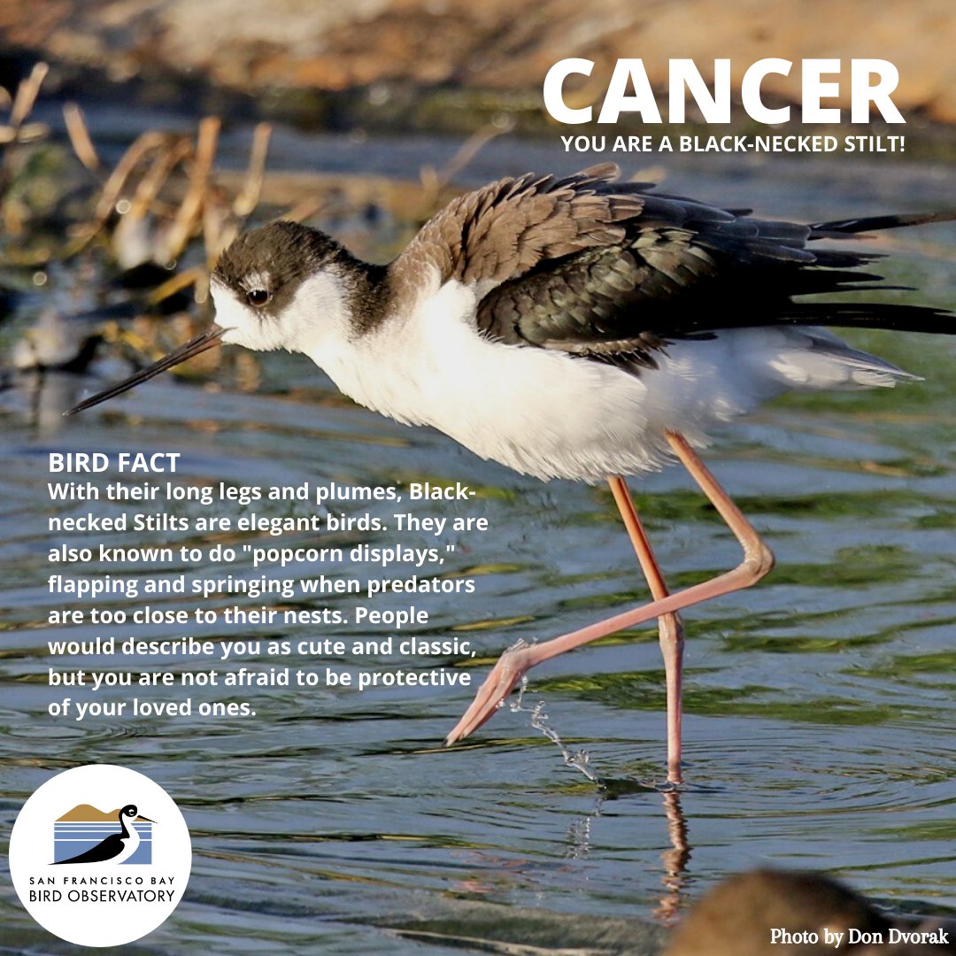 SFBBO's tweet photo. Water signs, itβs your time to know what bird you are! Water signs tend to be emotional, but also highly empathetic. They have a great sense of imagination and creativity. To our Pisces, Cancer, & Scorpio signs, we hope you resonate with these birds! #birds #birding #sfbbo https://t.co/ddPrTGQ3Cn