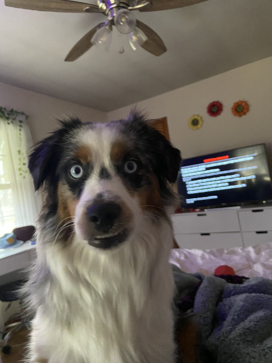 TrishtheDishSLP's tweet photo. @BuschBeer This is Poppy! Here is her ‘Pop-file’ and unique qualifications:
1-she possesses a remarkable underbite!
2-say what?? She’s hard of hearing! But very smart and obedient, and follows hand signals...!
3-she likes to drink from a cup already and look at those piercing eyes! https://t.co/n8jQjbko7m