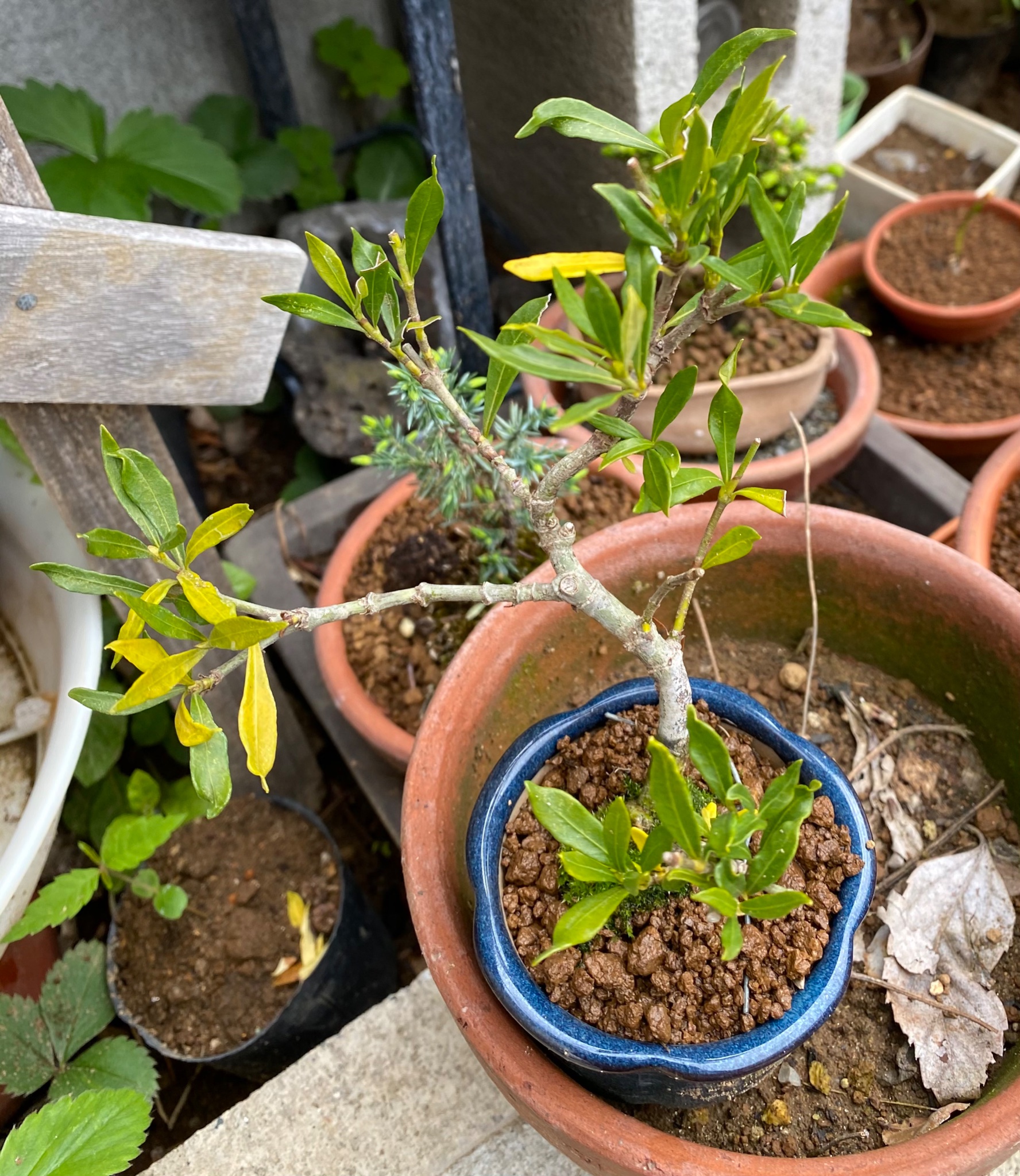 おおたはみあき クチナシ 植え替え失敗したのかな どんどん葉が黄変して落ちるし 新芽が見えない ハヤスギタンダクサッテヤガル T Co Yuxcacayof Twitter おおたはみあき クチナシ 植え替え失敗したのかな どんどん葉が黄変して落ちるし 新芽が見えない ハヤスギタンダクサッテヤガル T Co Yuxcacayof Twitter