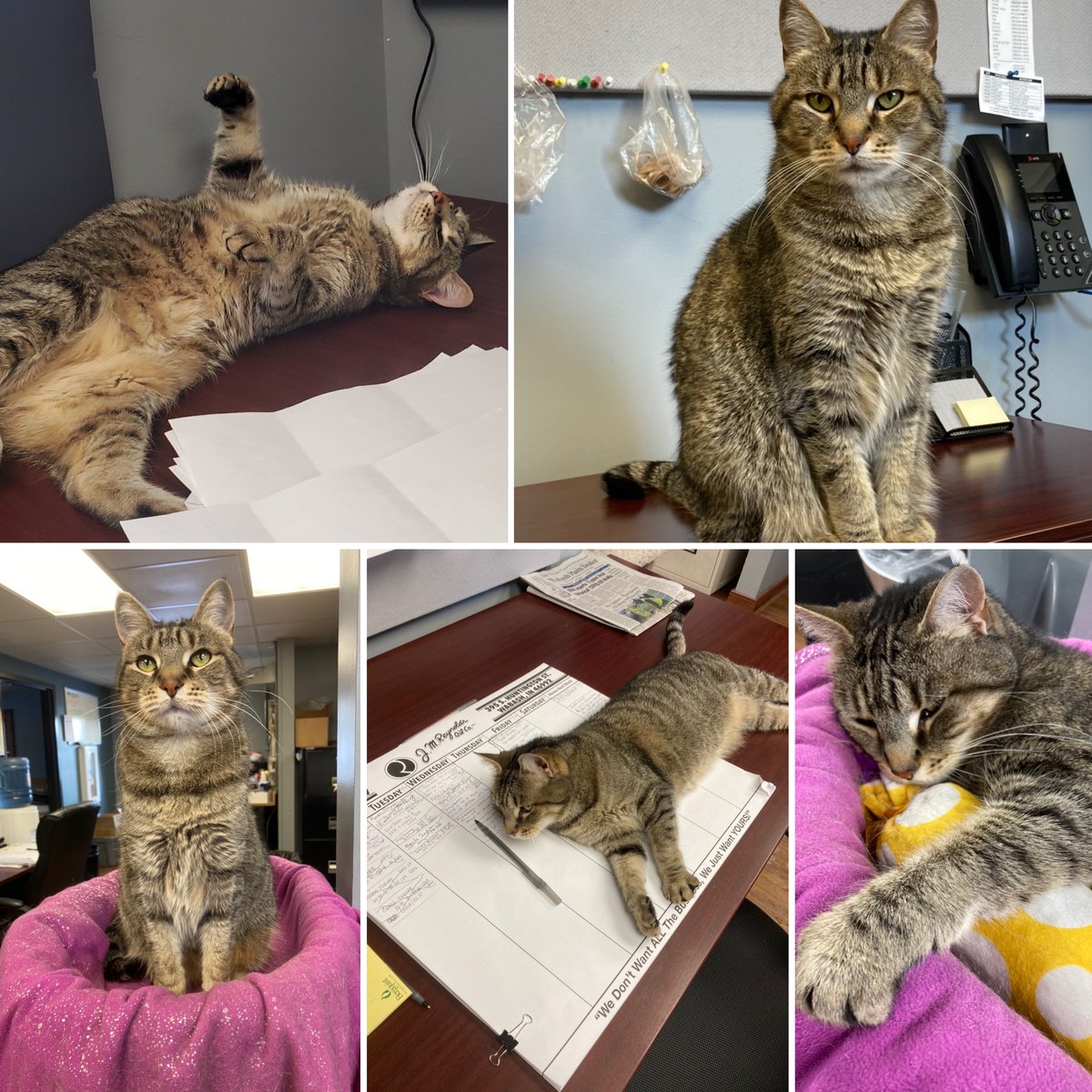 jmroil's tweet photo. Staff Spotlight: Elin, the Office Cat. Elin has been with J.M.Reynolds since 2016. She is a Catnip Connoisseur and Pest Control Engineer.  She is paid in treats, love and a clean litter box. Hit the “like” button if you think she deserves a raise! https://t.co/j1cNpppO8l