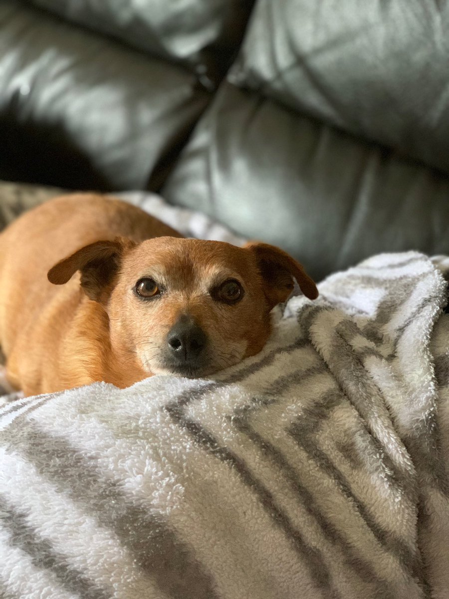 nicoledrabek's tweet photo. new pics of milo just dropped ! https://t.co/EgDmX3jPRF