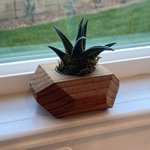 多肉植物にありがち？大事に育ててきた多肉植物が造花だったw