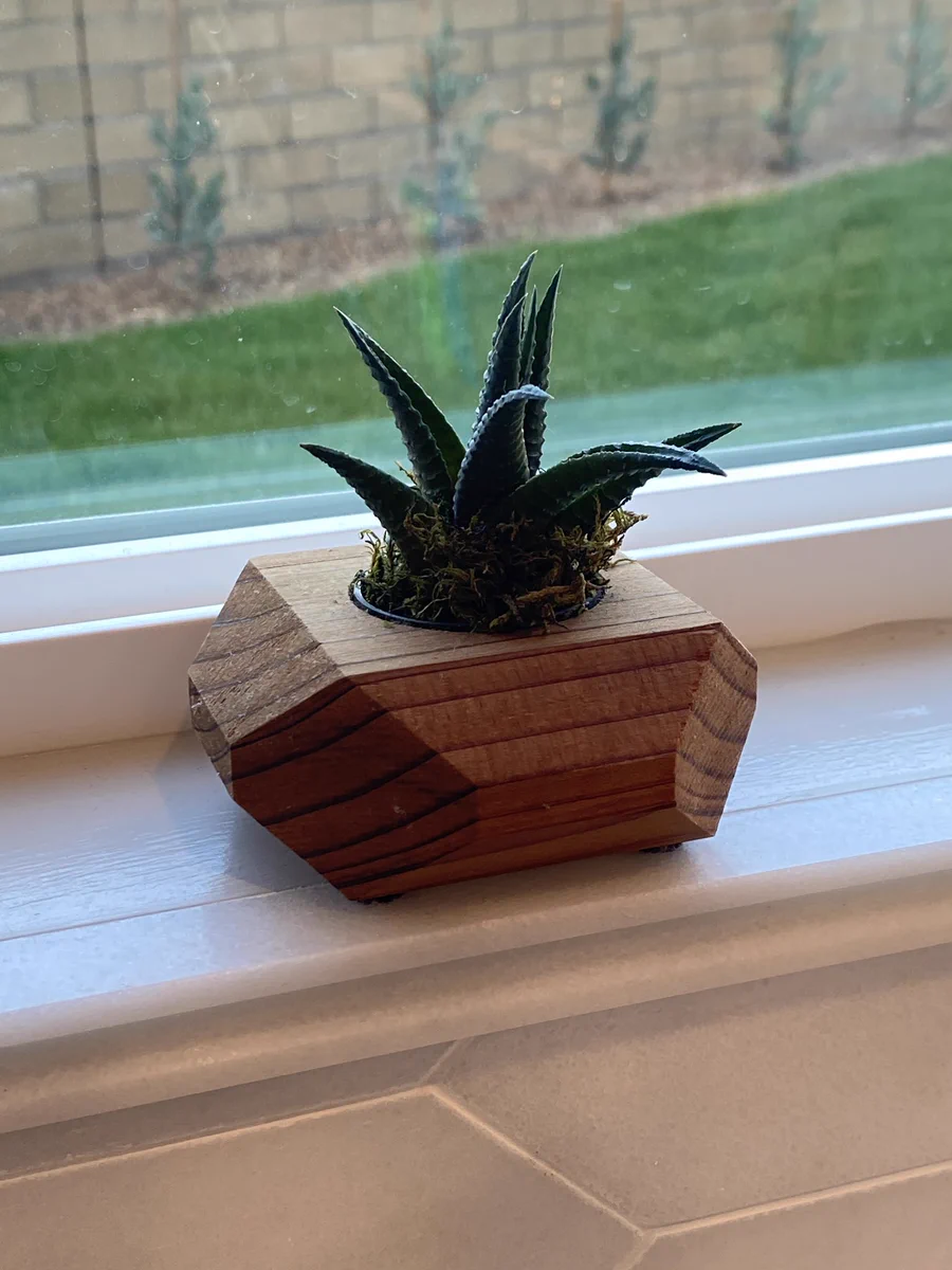 多肉植物にありがち？大事に育ててきた多肉植物が造花だったｗｗ