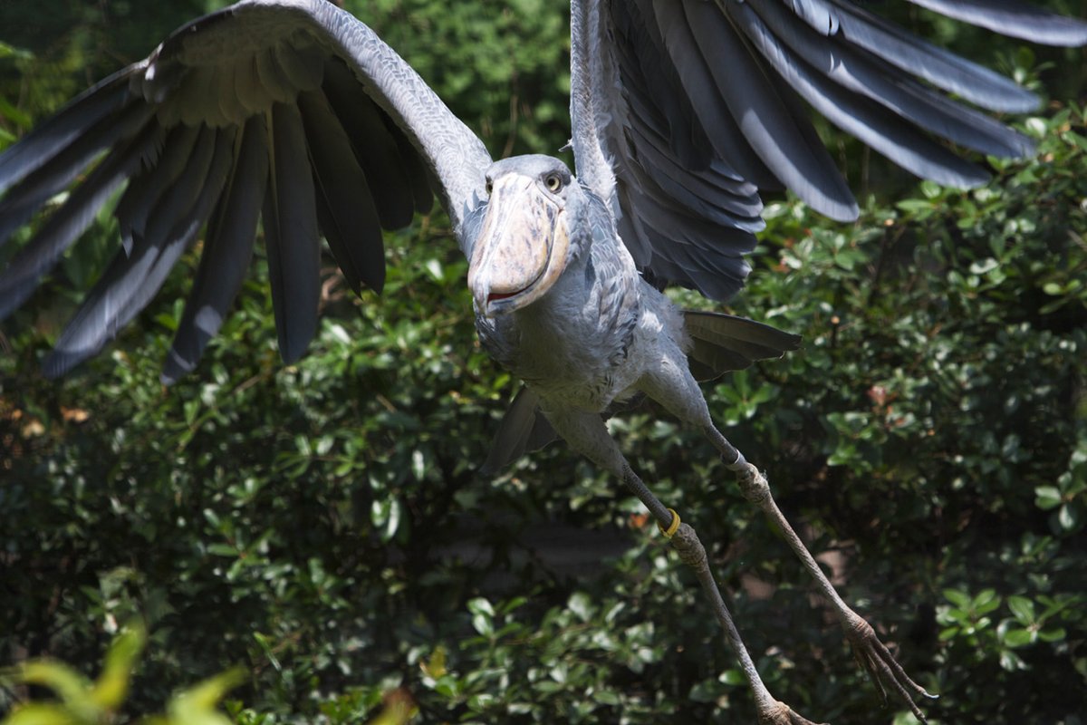 株式会社ホリエ総合調査 A Twitter おはようございます 動かない鳥 として有名なハシビロコウ 魚食性の鳥 で普段は水辺でジッとして気配を消し 魚を狙っているので動きませんが 実はトカゲとか目の前に来るものは何でも捕食します 鳥ですから当然飛べますよ 笑