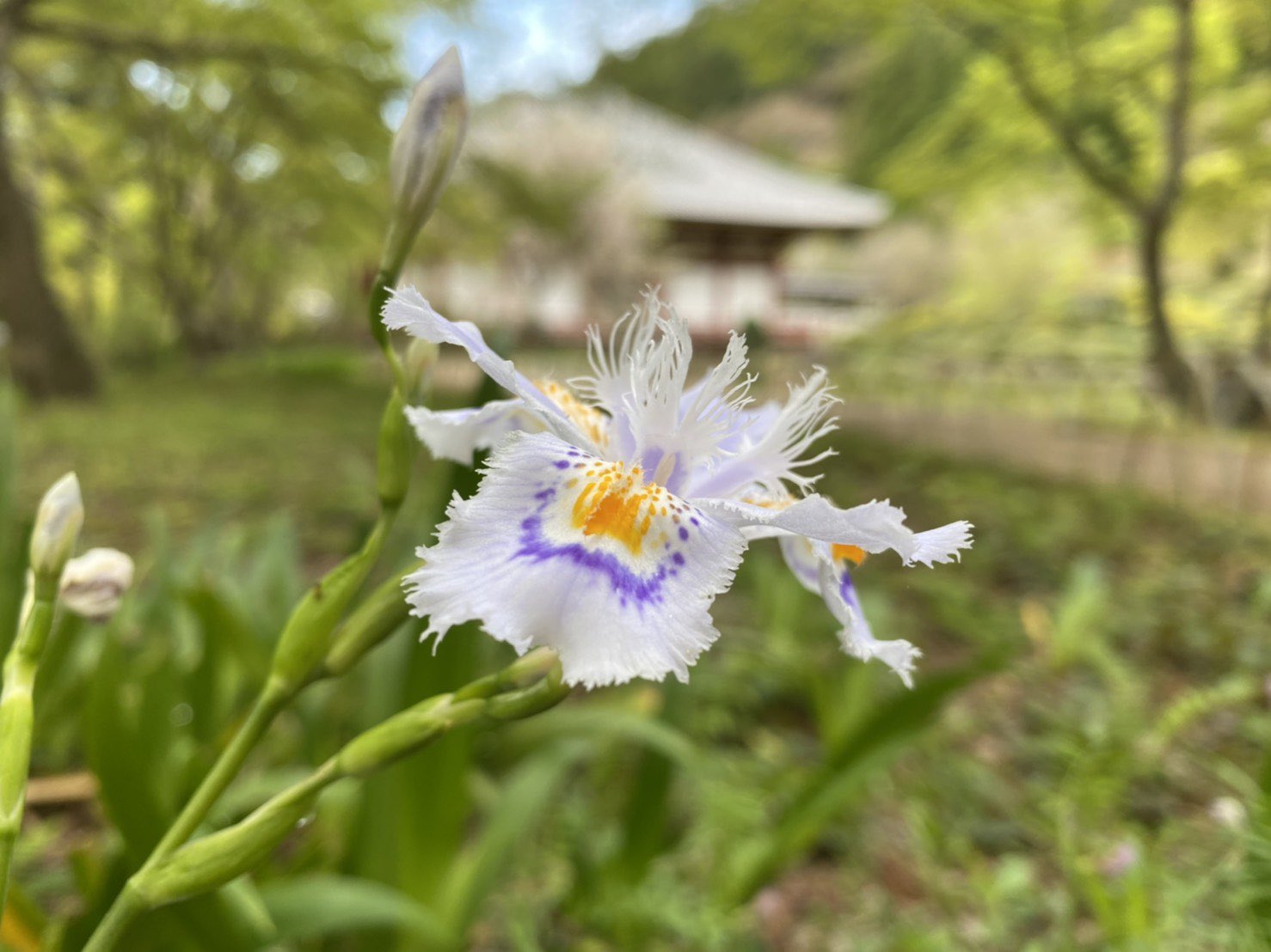 久安寺 久安寺です 著莪 花言葉は 反抗 Rebellionですか 胡蝶花 こちょうか とも呼ばれることがあるようですね 中国原産 シャガ好きです シャガのバックは豊臣秀吉公の御手植えの かやの木 シャガ 著莪 かやの木 榧木 久安寺 池田市