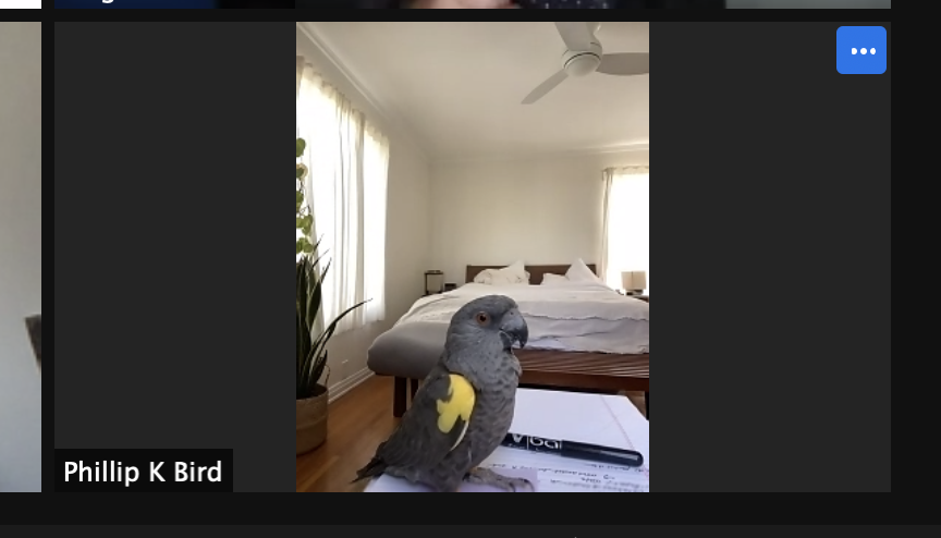 SecretInternets's tweet photo. sometimes your bird-loving colleague passes her dissertation defense so you have to oblige during her Zoom celebration, but really you've been waiting for this moment your entire life @shapeshaped https://t.co/6qdHHVPJLT