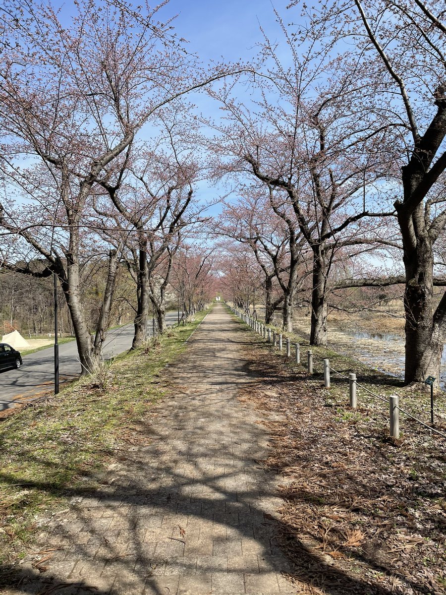 クロちゃん 青森市地域おこし協力隊員 桜 岩木山 キャンプ あまり人に教えたくない隠れ家的なキャンプ場 しかも無料です 浪岡湿生花園 T Co U4jxut6nkv 青森 青森市 浪岡