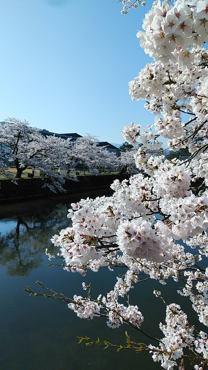 上杉城史苑 おはようございます 今朝の米沢は晴れ 予想最高気温は18 絶好のお花見日和で上杉神社周辺の桜は 満開 です 今日から3日間 フラワーガーデンフェア を開催中 たくさんの花々が並んで楽しいですよ お花見と一緒にぜひお