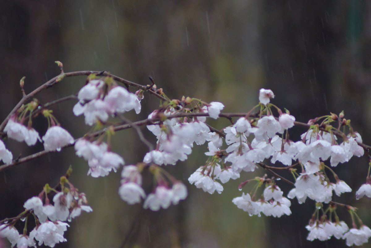 那須 喜楽庵 当館のお庭の桜 やっと今頃満開です 喜楽庵 Nasu 那須 民宿 格安 旅の宿 栃木 Http Www7b Biglobe Ne Jp Kirakuan Index Html 旧那須ハイランドリゾートユースホステル T Co Q10kajssjo