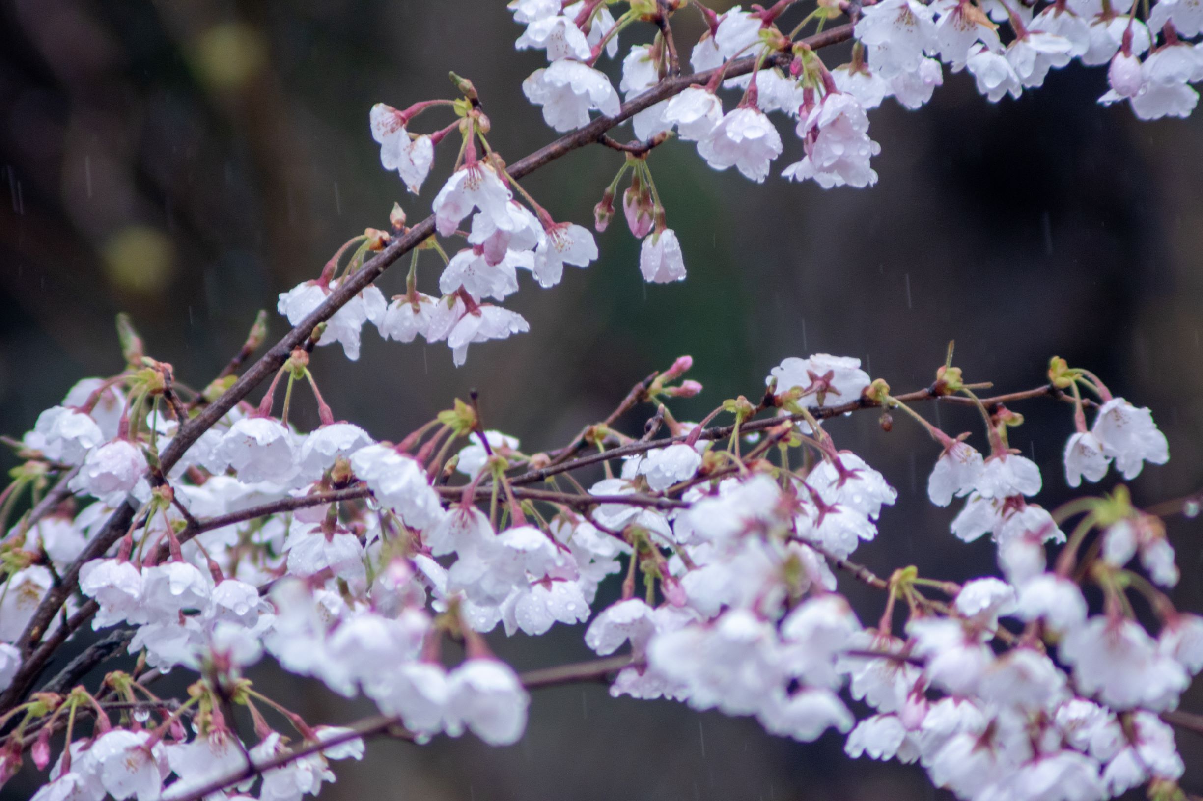 那須 喜楽庵 Wdwtnosnfn3cjqz Twitter