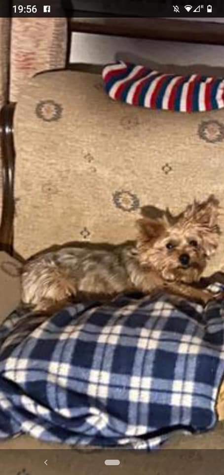 juliagarland73's tweet photo. https://t.co/2RxxGJzguV #stolen frm outside #VET at #Batterstown #CoMeath #Glebe #Ireland thieves lurking in doggy hotspots 😔 #MissingDog https://t.co/xY1UfE3Jrp