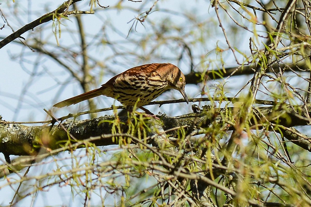 HankAllen's tweet image. Brown thrasher that may be gathering nest material.