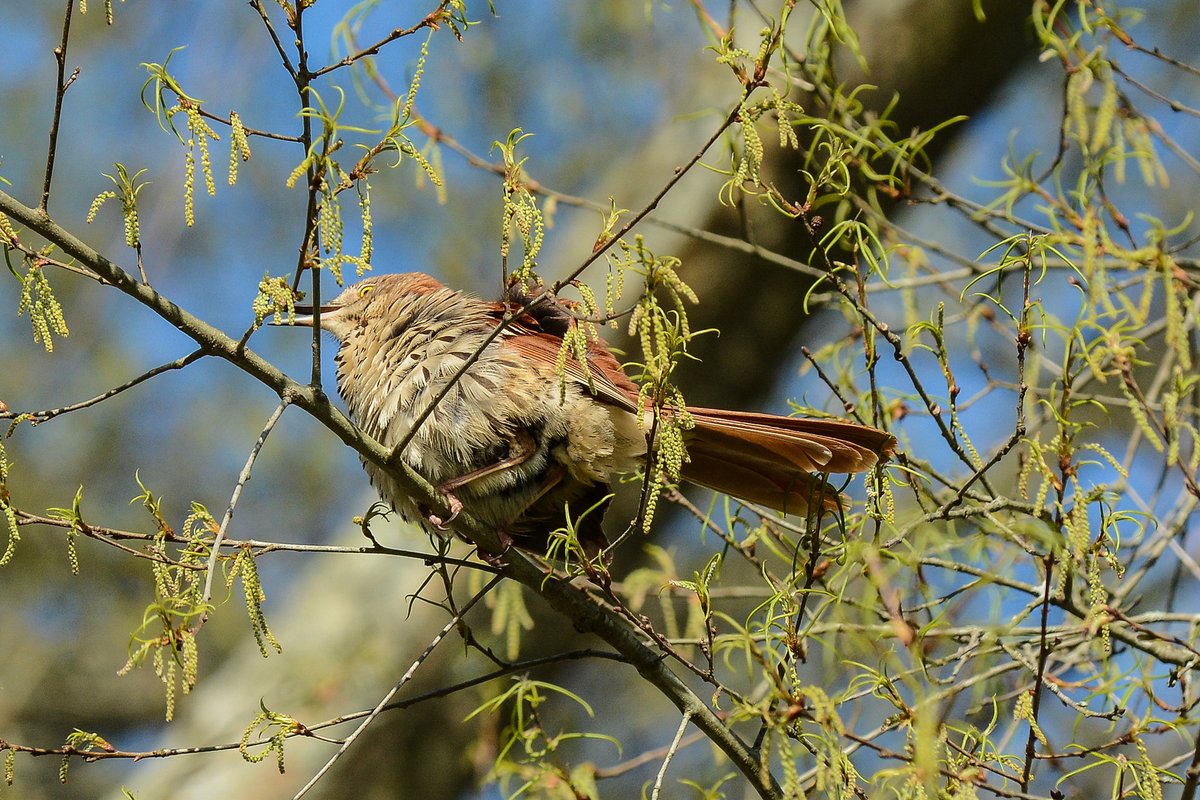 HankAllen's tweet image. Brown thrasher that may be gathering nest material.