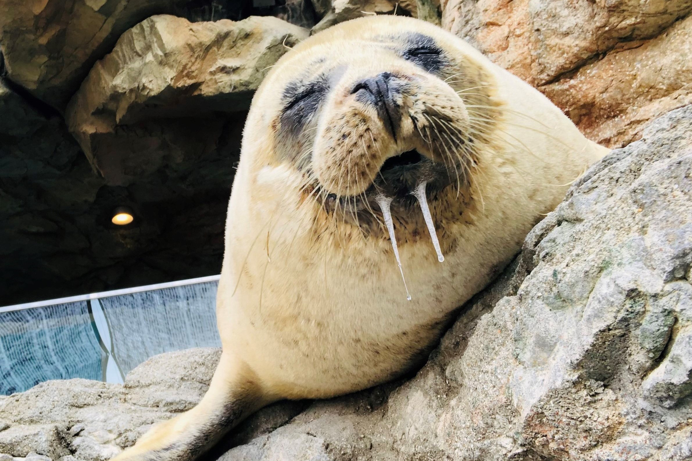 京都水族館 熟睡中のアザラシの寝顔をご覧ください T Co Chfep6llsn Twitter