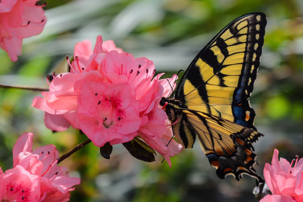 HankAllen's tweet image. A butterfly in an azalea wonderland.