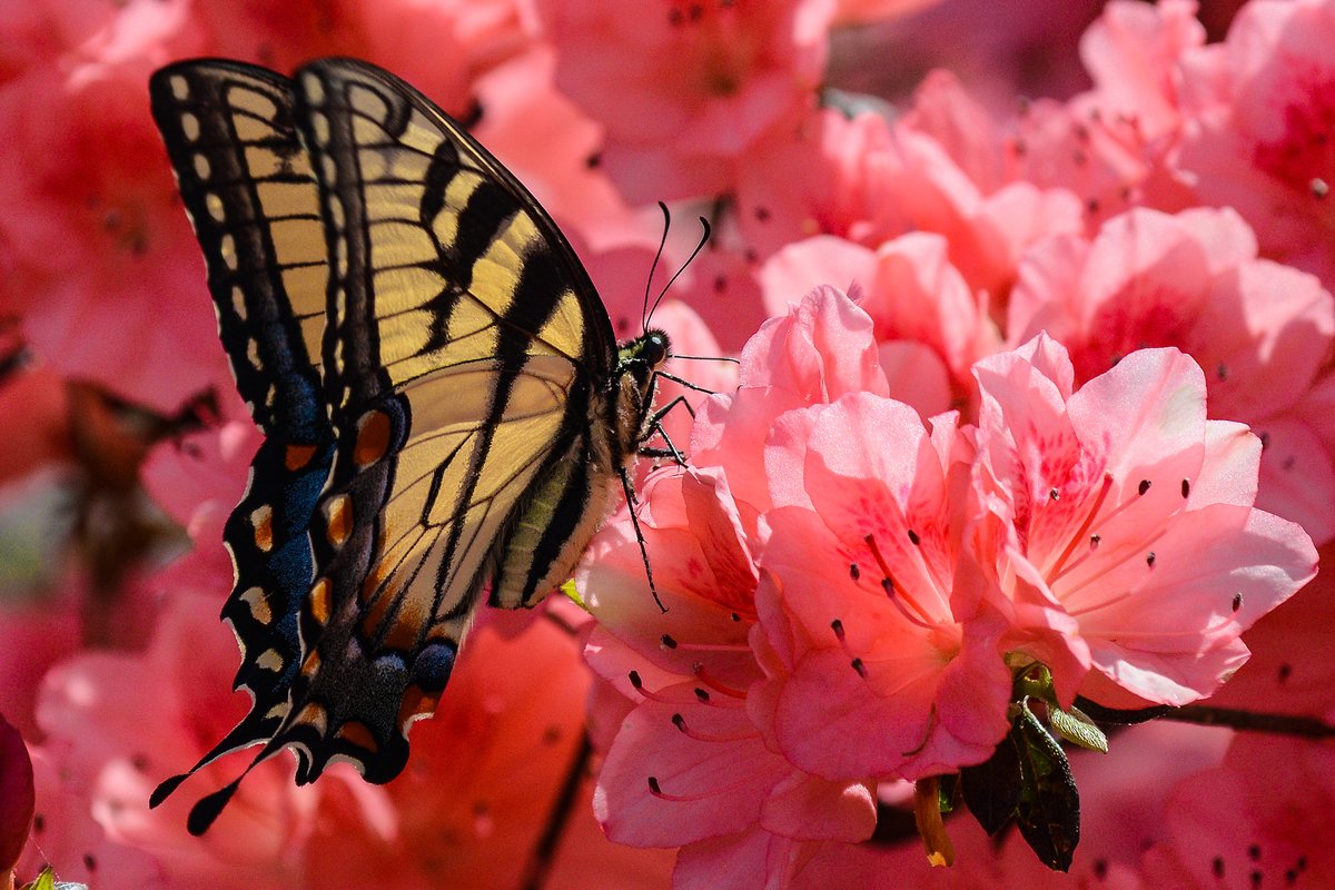 HankAllen's tweet image. A butterfly in an azalea wonderland.