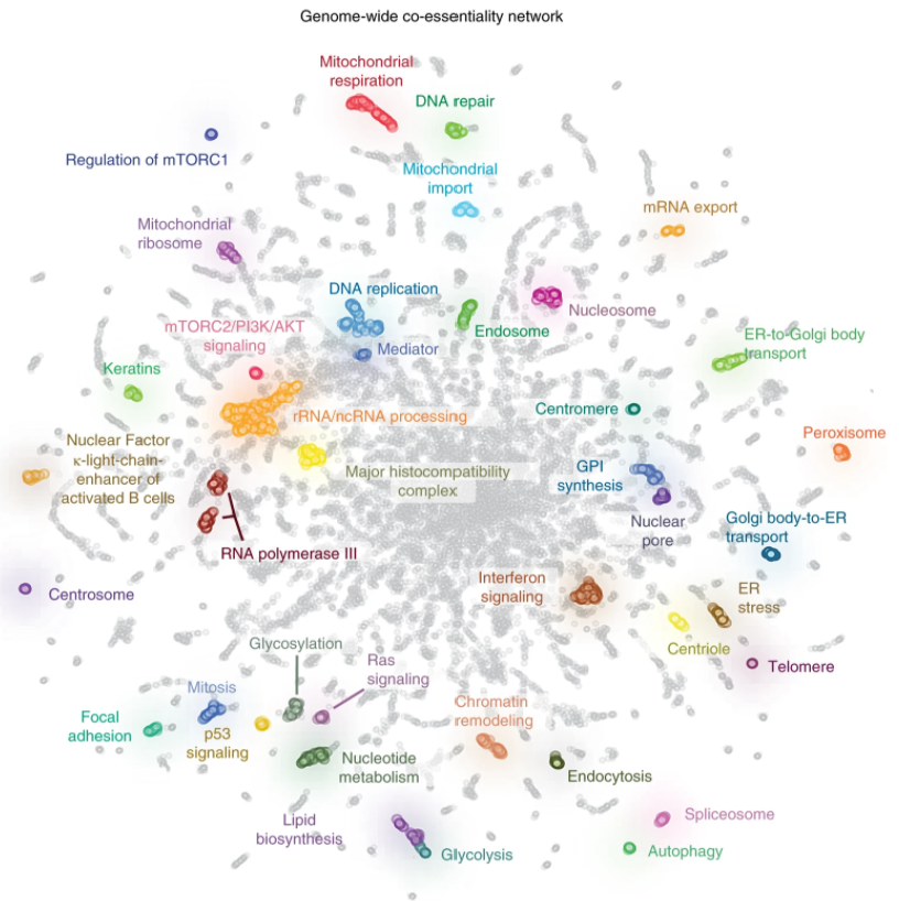 Anshul Kundaje (anshulkundaje@bluesky) (@anshulkundaje) on Twitter photo Our paper out in <a href="/NatureGenet/">Nature Genetics</a> uses CRISPR essentiality screen data to map gene function! Another beautiful collab w/ Mike Bassik, led by the outstanding <a href="/michaelwainberg/">Michael Wainberg</a>, <a href="/RoarkeKamber/">Roarke Kamber</a>, <a href="/_bakshay/">akshay Balsubramani</a> with invaluable contribs from coauthors. 1/ Our paper out in <a href="/NatureGenet/">Nature Genetics</a> uses CRISPR essentiality screen data to map gene function! Another beautiful collab w/ Mike Bassik, led by the outstanding <a href="/michaelwainberg/">Michael Wainberg</a>, <a href="/RoarkeKamber/">Roarke Kamber</a>, <a href="/_bakshay/">akshay Balsubramani</a> with invaluable contribs from coauthors. 1/