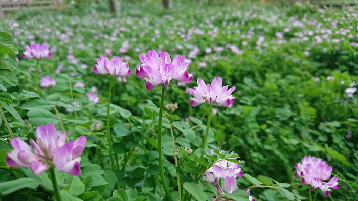 Lovegreen Ecストアオープンしました 春の雑草の名前がわかる 花が可愛い春の雑草を色別にご紹介 T Co Scnpjcqjao 春は道端の雑草まで可愛い花を咲かせる季節 今まで気にしなかった雑草の名前が急に気になったりしていませんか 園芸