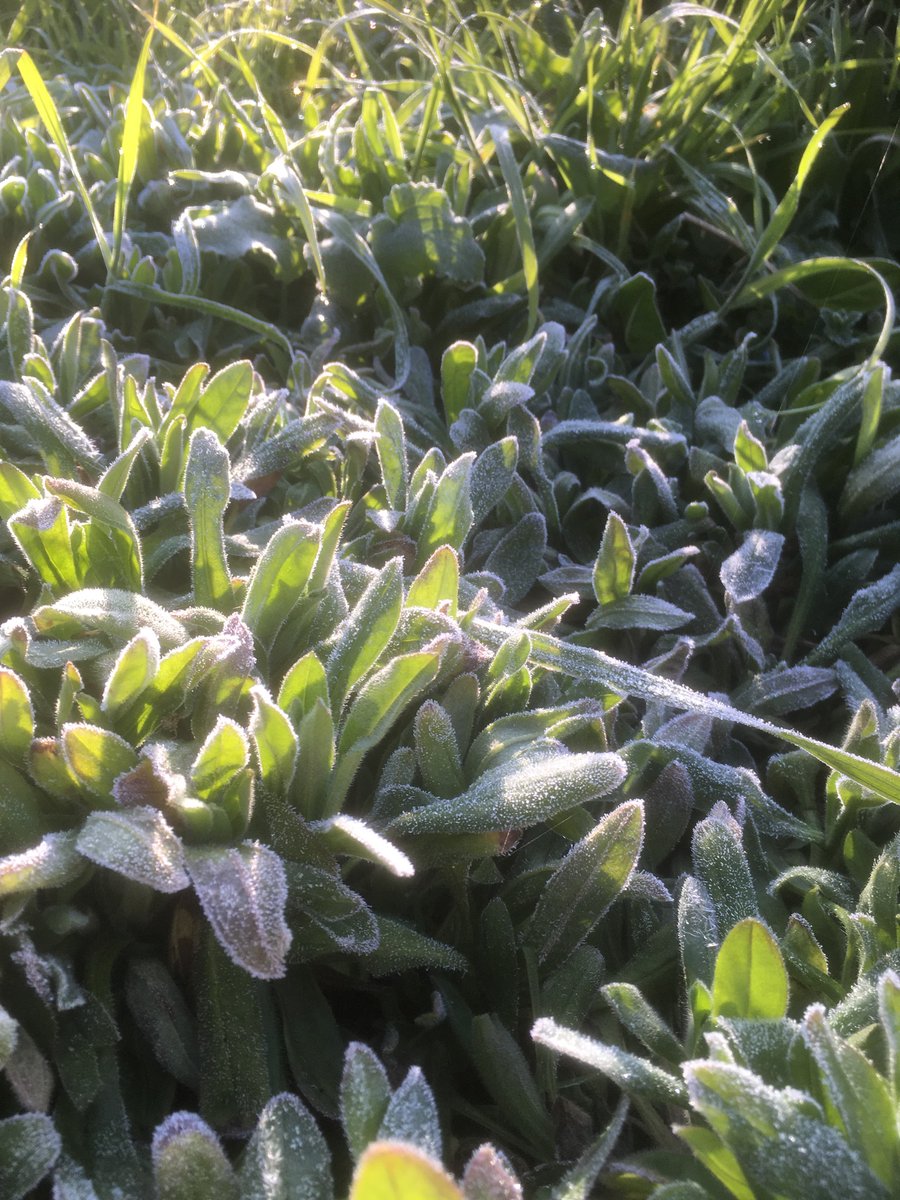Frosty sunny morning here in #Somerset
