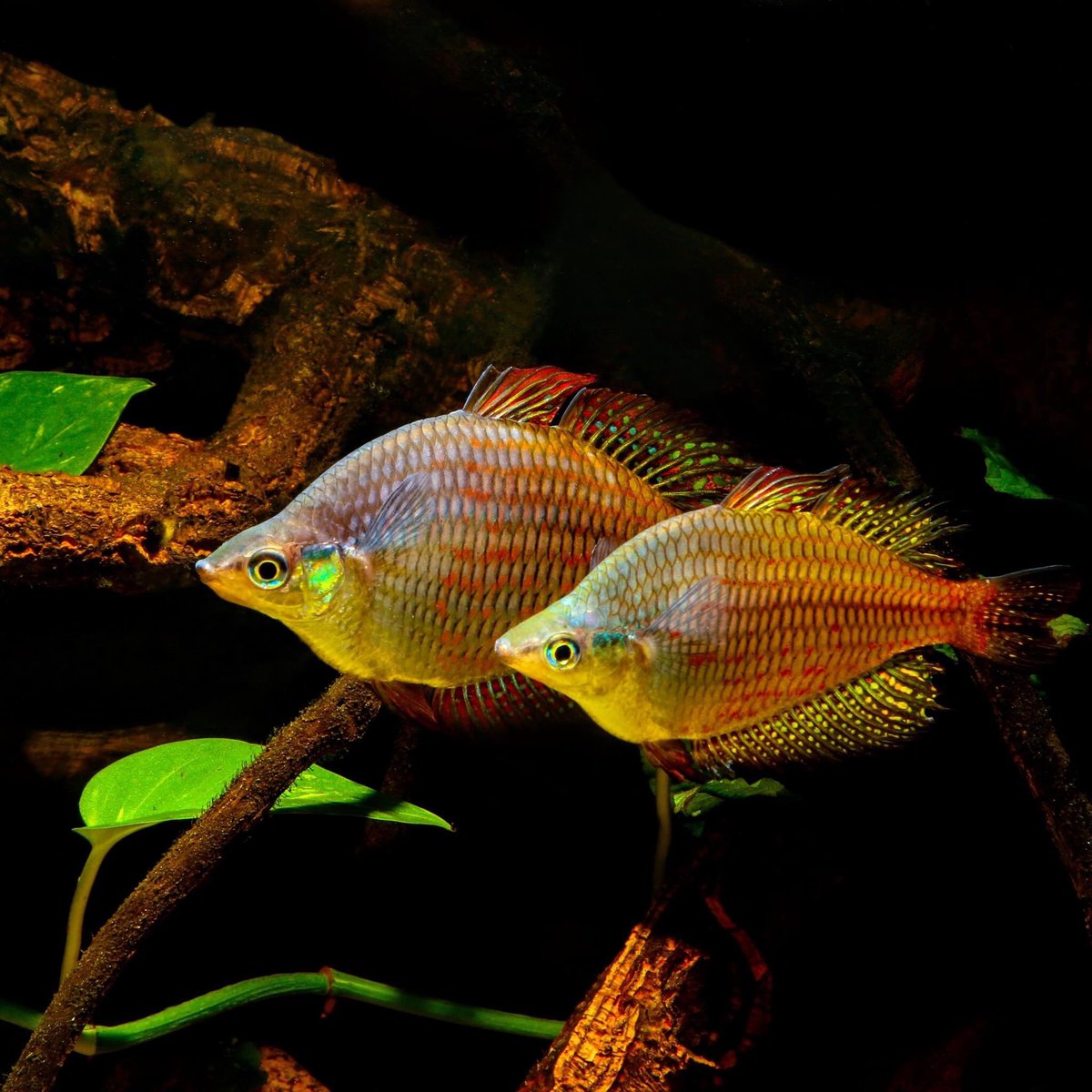 Rainbowfishes87's tweet photo. Another beautiful strain of Melanotaenia rubrostriata. The type locale for this one is a boulder strewn creek of the Sungai Kiura River in the Mimika Regency in West Papua. 🌈🤙🏽

M. rubrostriata “Mimika/Kiura” photos© Andreas Wagnitz; clip of map of West Papua from Google Maps https://t.co/79qZuZ2yr6