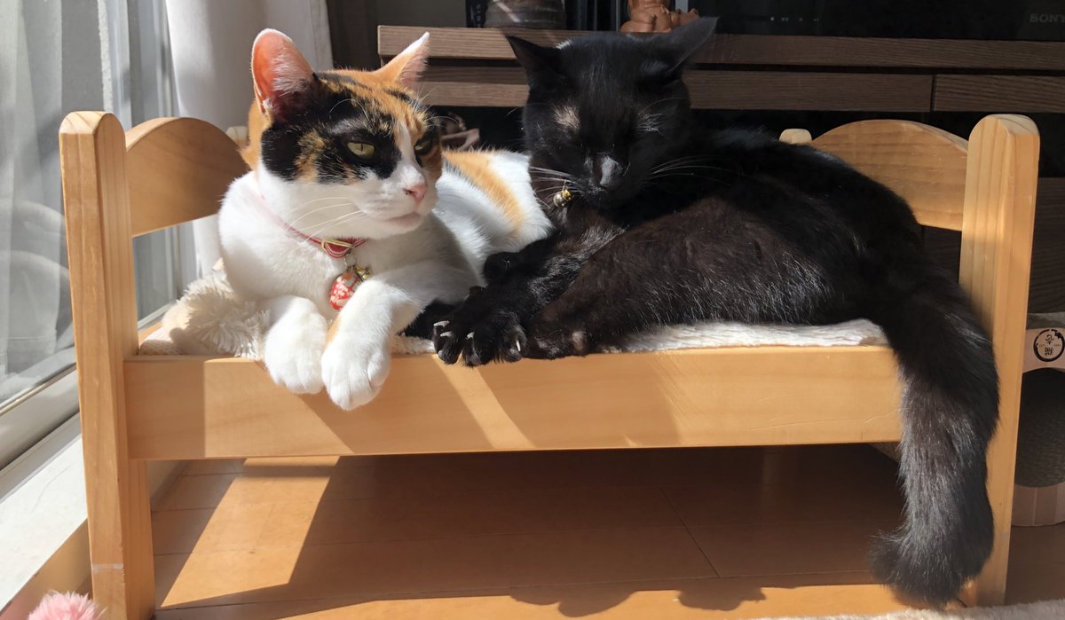 猫の行動を記録できる首輪 キャトログ により 留守中の猫さんがほぼなにもしてないことが判明 3秒間走りました Togetter 猫の行動を記録できる首輪 キャトログ により 留守中の猫さんがほぼなにもしてないことが判明 3秒間走りました Togetter