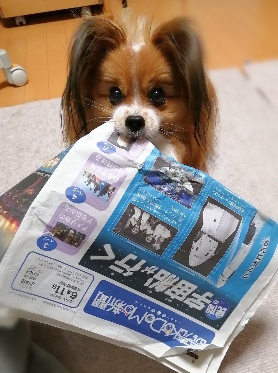イタズラ犬 イタズラ犬