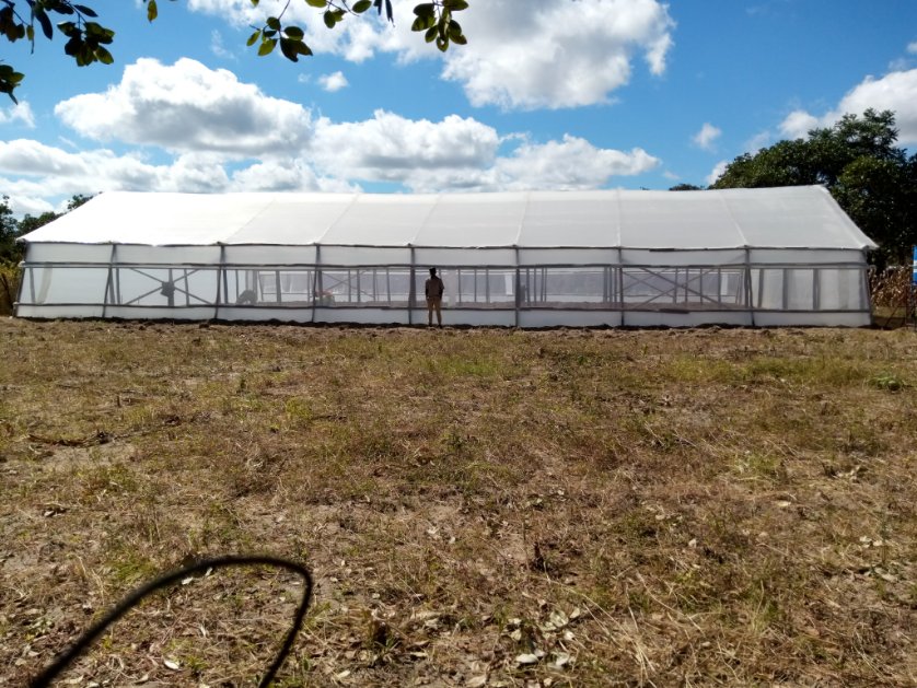 Shingie_Precise's tweet photo. 💯🔥Domboshava Greenhouse Project delivered beyond expectations🙌. Agronomy Support being offered by @yofavAgronomist 🤝.
400sqm special offer @ $4800. #ZimAgricRising https://t.co/gL7L8dkrZm