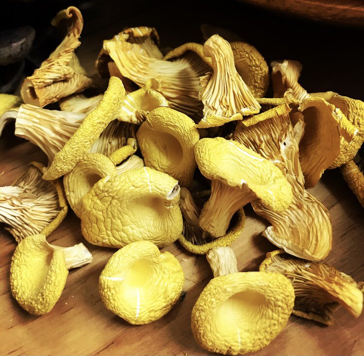 Autumn Harvest Mushrooms 🍄 

These dried Yellow Oyster mushrooms are so much fun and have a lovely bright colour... they will add delicious mushroom flavours to your pasta, rice &amp; omelette! 💚😊🍄
⭐️Visit our Facebook page to forage through all our mushroom products⭐️