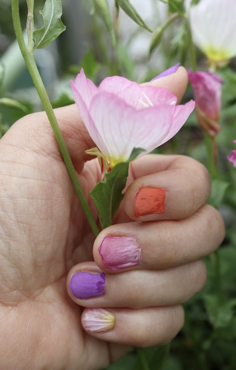 Inori お花のマニキュアシリーズ ヒルザキツキミソウ ナガミヒナゲシ ハナダイコンです 爪を水で濡らして 爪の大きさ位にした花びらを置き きゅっと押すとくっつきます ヒルザキツキミソウは萎れかけの方が 花びらの薄い花がむいています 菜の花