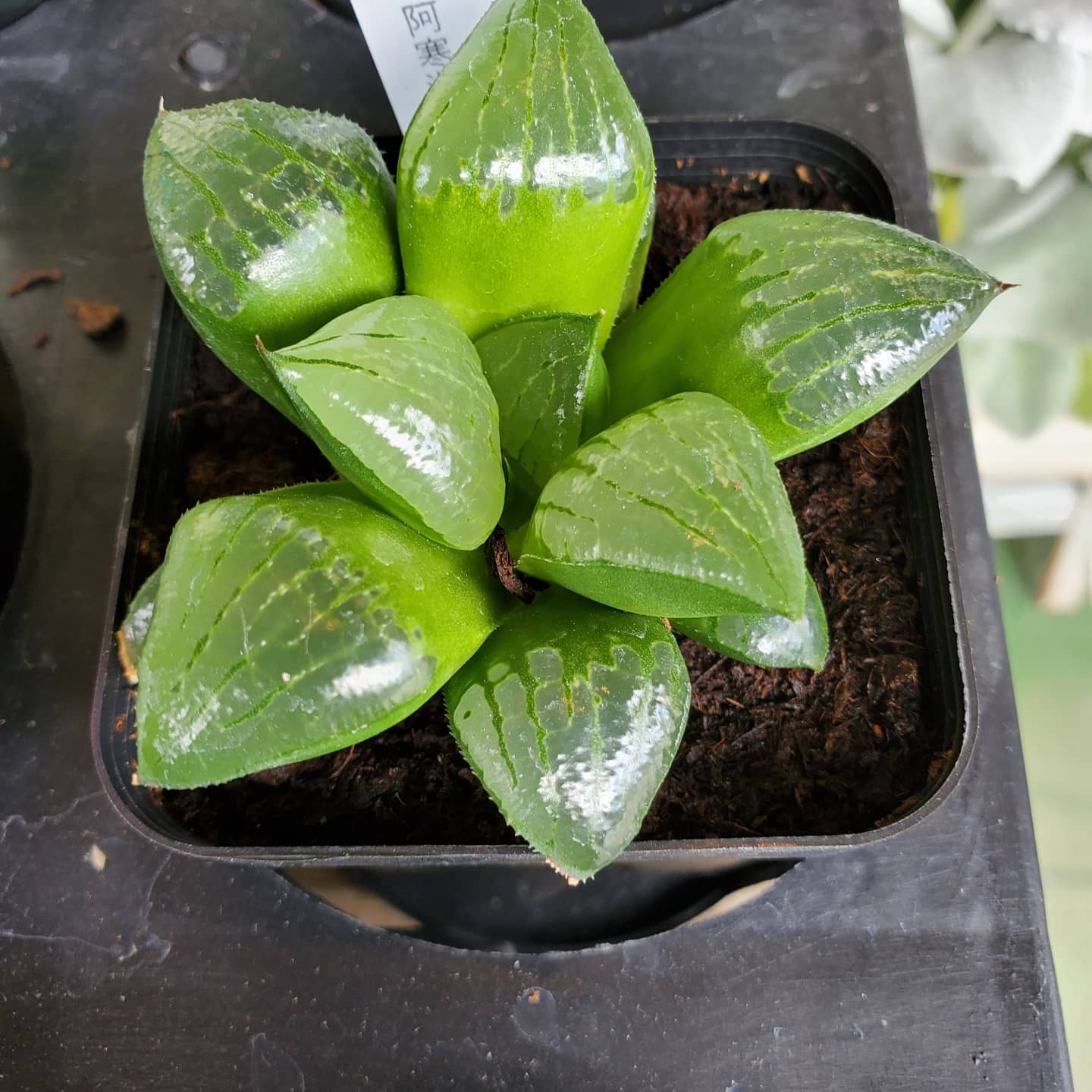 フラワーショップこんの 公式 ハオルチア 透明感のある多肉植物です キラキラしてて ジュエリーみたいです 花 Flower 逗子 Zushi 葉山 Hayama 多肉植物 ハオルチア Haworthia T Co Iror7e9tmt Twitter