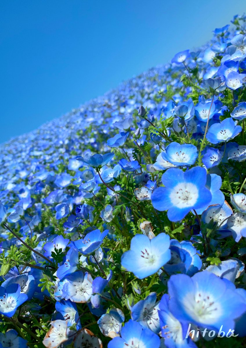 blue flower flower field no humans flower field scenery outdoors  illustration images