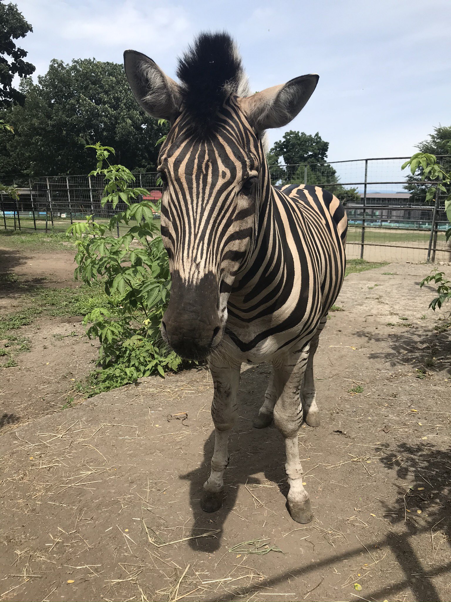 新アカウントへ引越し中 おびひろ動物園 シマウマの縞模様は 縦縞 横縞 おびひろ動物園 Obihirozoo チャップマンシマウマ リオ 縞模様 縦縞 横縞 もちろんみなさん知っていますよね T Co Kbbxuv26li Twitter