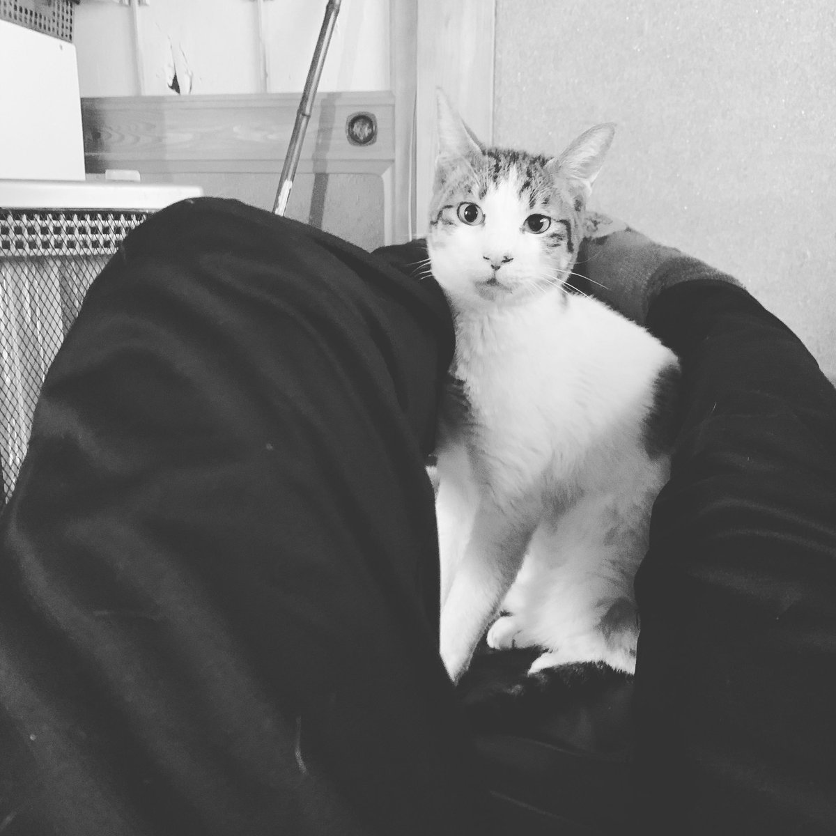 Hiromi Goubaraグラビューハート Grabeauheart Twitter