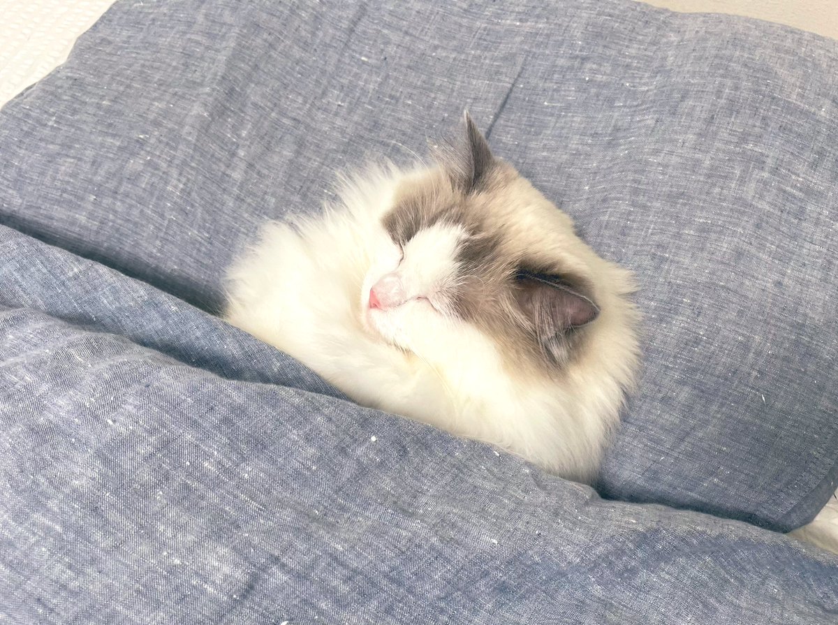 TokyoCatWalker1's tweet photo. 人間のベッドが気持ち良すぎて寝顔が天使すぎる猫🐱 https://t.co/8mVXNtWPvb