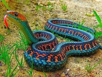 Daniel00957678's tweet photo. Hoje mais uma vez a cobra ganha vai tomar no cu https://t.co/XN95nvtW0a