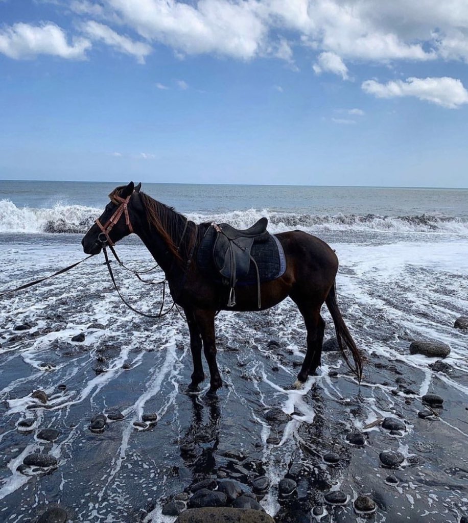 Fnn_N1's tweet image. أيُلام المرء في حُب الخيل 🤍