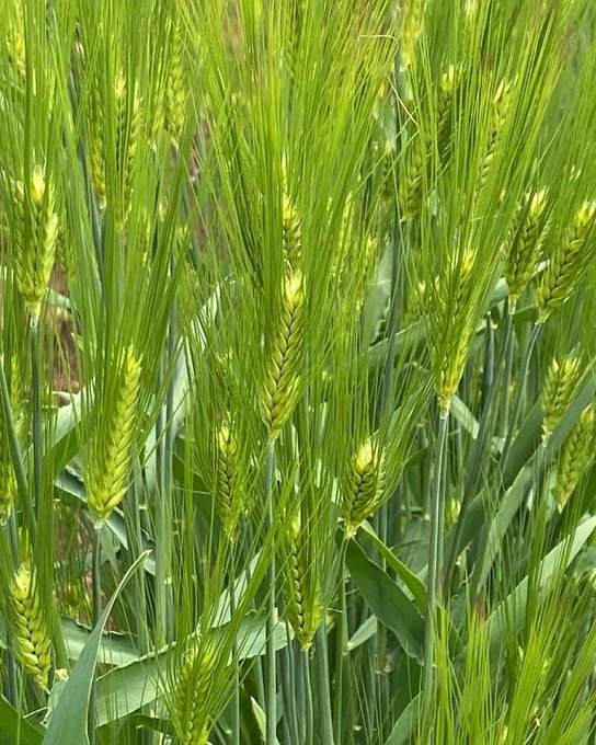 くらしの植物苑のtwitterイラスト検索結果