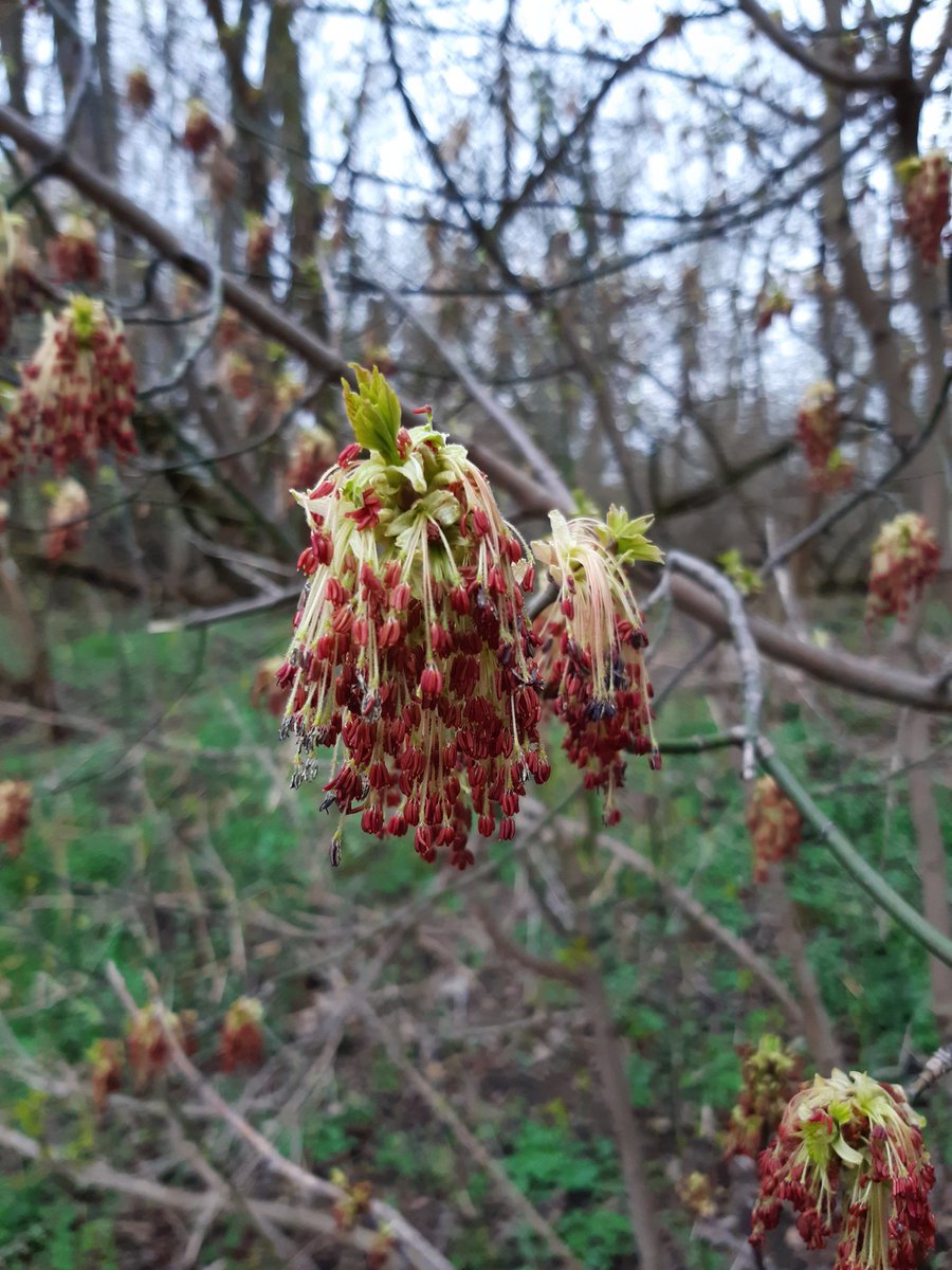 obpowsin's tweet photo. #kwiaty rzadziej dostrzegane, może dlatego że należące do gatunku o niechlubnej reputacji 🤔
#obpowsin #klonjesionolistny #acernegundo #ogródbotaniczny #Warszawa #ursynów #powsin https://t.co/WxcA5TacYv