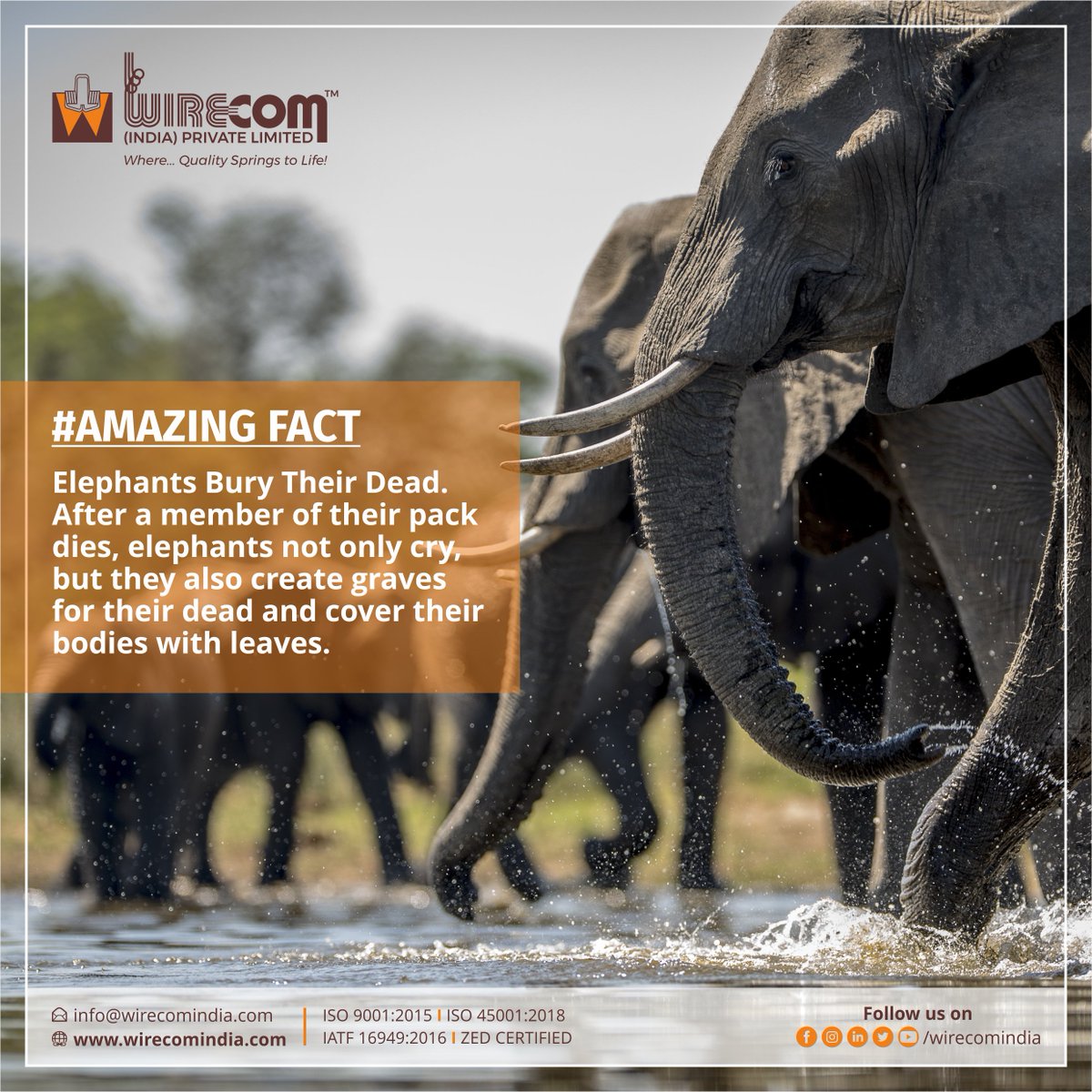 WirecomIndia's tweet photo. Elephants really do grieve like us: They shed tears and even try to 'bury their dead also they do gather and seem to mourn as they are very social animals.
#funfacts #funfact #amazingfunfact #factoftheday #elephantfunfact #elephantfunfacts #elephantfacts #mumbai #vasai #pune https://t.co/y0hO45uu2C