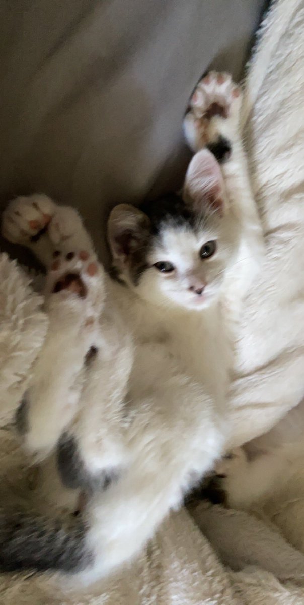 serinawillitts's tweet photo. this little guy is officially an adult 🥺🥺 happy 1st birthday jelly bean, ilysm https://t.co/A8iVHKgiLG