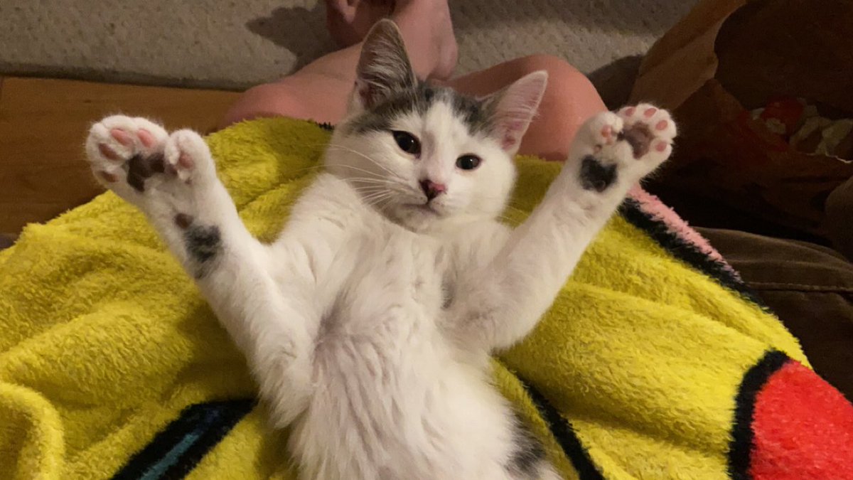 serinawillitts's tweet photo. this little guy is officially an adult 🥺🥺 happy 1st birthday jelly bean, ilysm https://t.co/A8iVHKgiLG