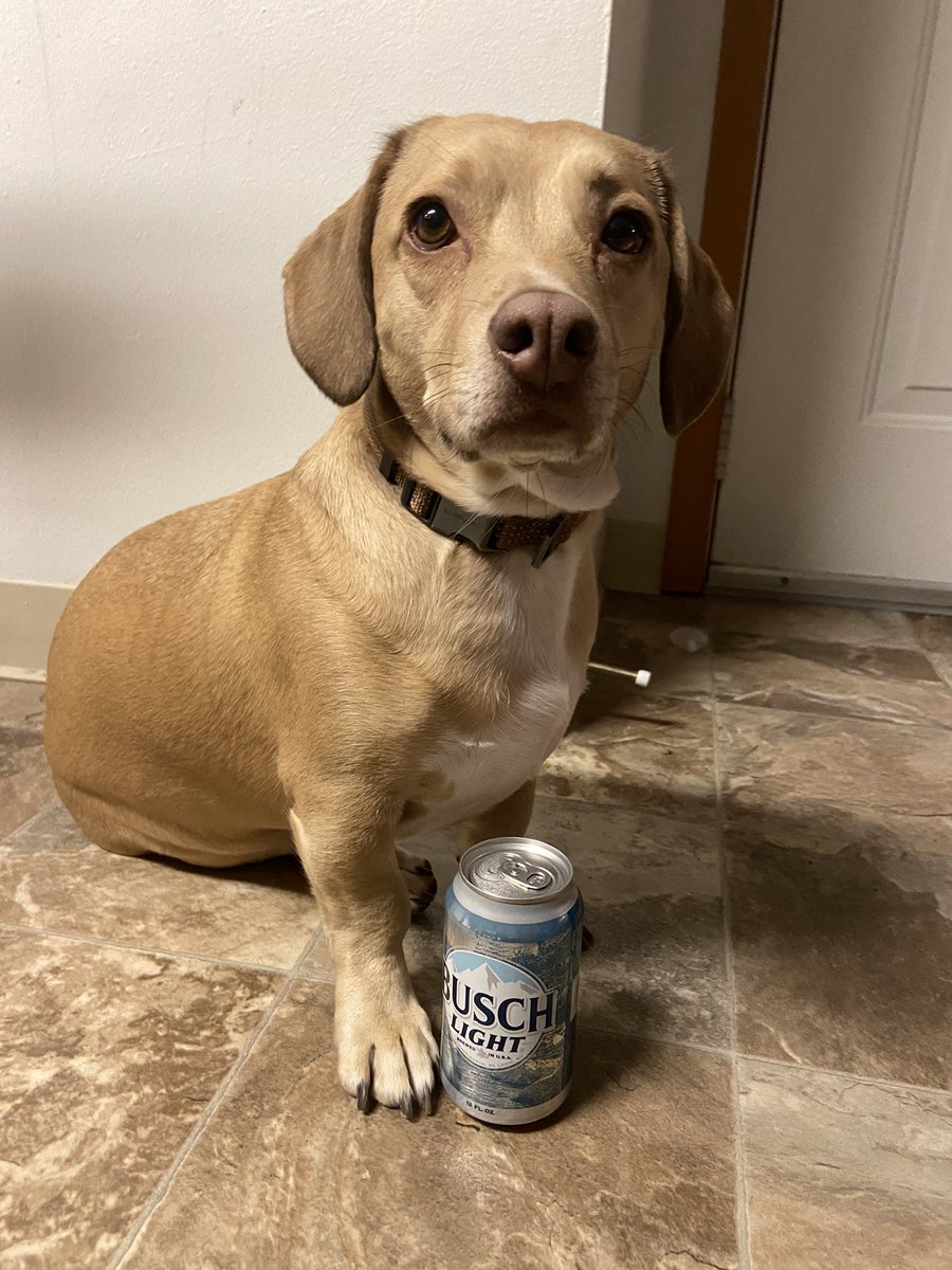 Brooke43Miller's tweet photo. @BuschBeer This is Maxwell Waylon. 
- short and long
- Super handsome 
- will eat or drink anything
- goodest boy 
#BuschCTOcontest https://t.co/0EvckuePgA