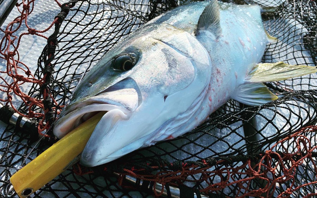 片山正顕 Bitinx Ktym Twitter